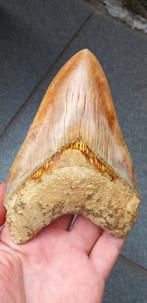 Top Megalodon haaientand 13,8 cm fossiel uit Indonesië, Ophalen of Verzenden, Fossiel