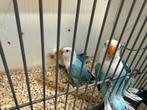 Agapornis Fischeri Dwergpapegaai baby jonkie Opaline Blauw, Dieren en Toebehoren, Vogels | Parkieten en Papegaaien, Geslacht onbekend