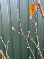 Magnolia - 2 soorten: Susan en Royal Star, Tuin en Terras, Planten | Tuinplanten, Volle zon, Vaste plant, Lente, Ophalen