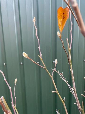 Magnolia - 2 soorten: Susan en Royal Star beschikbaar voor biedingen