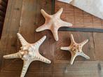3 echte zeesterren, Verzamelen, Mineralen en Fossielen, Ophalen of Verzenden