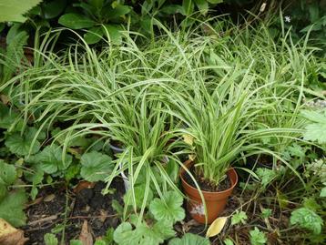 Carex siergras | vaste plant | prachtige soort in uw tuin beschikbaar voor biedingen