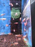 Koperzalm 1,25 pst desgewenst bezorgd aan huis, Dieren en Toebehoren, Vis, Zoetwatervis, Schoolvis