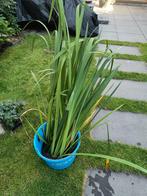 Gele lis., Tuin en Terras, Planten | Tuinplanten, Ophalen, Zomer, Volle zon