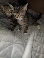 2 lieve kittens van bijna 11 weekjes!, Dieren en Toebehoren, Katten en Kittens | Raskatten | Korthaar, Poes