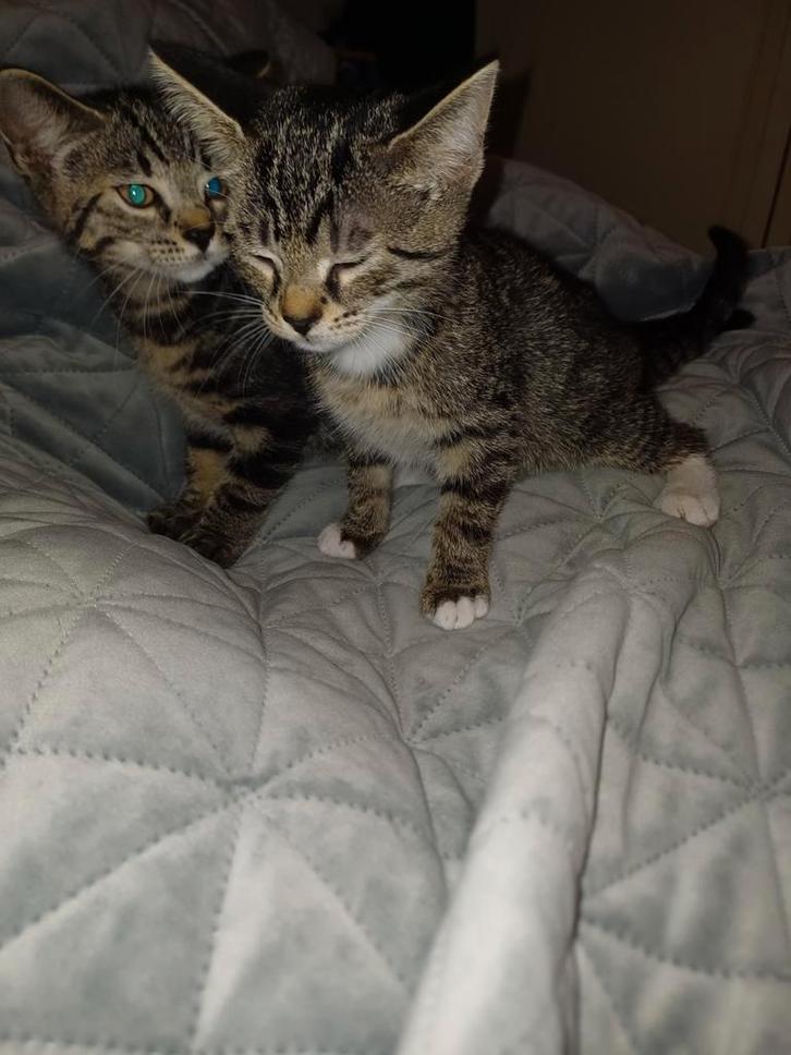 2 lieve kittens van bijna 11 weekjes!, Dieren en Toebehoren, Katten en Kittens | Raskatten | Korthaar, Poes