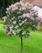 Dwergsering 'Miss Kim' op stam, Ophalen of Verzenden, Lente, 100 tot 250 cm, Volle zon