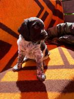 pup stabij, Reu, 8 tot 15 weken, Eén hond, Middel