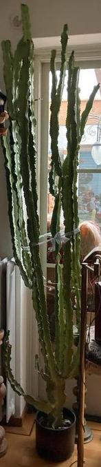 Grote Euphorbia cactus - trigona (?) Afrikaanse melkboom, Ophalen of Verzenden, Cactus, Volle zon, 200 cm of meer