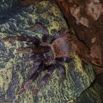 L. sazimai vrouw, Dieren en Toebehoren, Insecten en Spinnen, Spin of Schorpioen