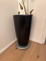 XXL Zwarte Plantenpot met Draaiplateau, 200 cm of meer, Overige soorten, In pot, Groene kamerplant