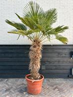 Palmboom Trachycarpus Wagnerianus stamhoogte 100/120, Tuin en Terras, Planten | Bomen, Ophalen, Zomer, Volle zon, Palmboom