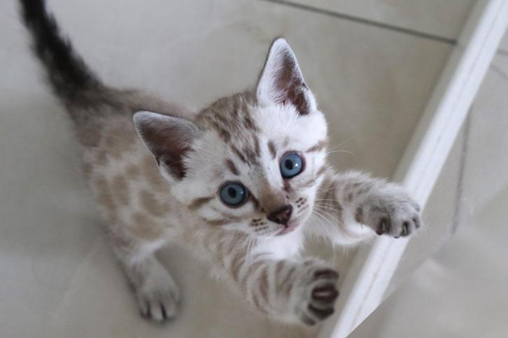 Silver Bengaal en  lynx Bengaalse kittens 3 Poesies, Dieren en Toebehoren, Katten en Kittens | Raskatten | Korthaar, Poes, 0 tot 2 jaar