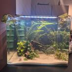 Aquarium Dennerle 55L, Ophalen, Leeg aquarium