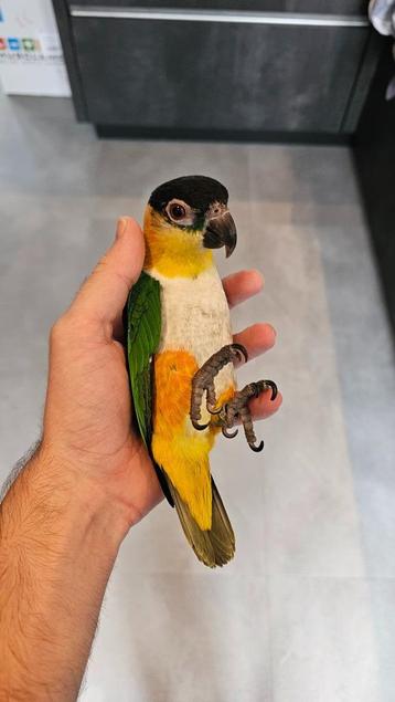  Jong paartje zwartkop caiques, mega tam en leergierig beschikbaar voor biedingen