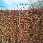 Diverse Leibomen - Kies uw favoriet!, Bloeit niet, Leiboom, 100 tot 250 cm, Ophalen