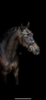 Super knappe 14 jarige new forest pony, Dieren en Toebehoren, Pony's, Ruin, Recreatiepony