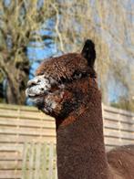 Alpaca Hengst Harlekijn Appaloosa te koop, Dieren en Toebehoren, Overige Dieren, Juli, Mannelijk