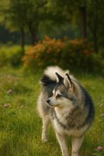Pomsky f3, Dieren en Toebehoren, Overige rassen, 1 tot 2 jaar, Teef, Eén hond