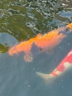 Koi kin ki utsari miyatora male 65 cm ( koopje ), Karper of Koi