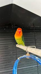 Dwergpapegaai lovebird 2x met grote kooi, Dieren en Toebehoren, Vogels | Parkieten en Papegaaien, Dwergpapegaai of Agapornis