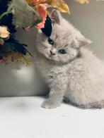 Brits Korthaar lila tortie, Dieren en Toebehoren, Katten en Kittens | Raskatten | Korthaar, Meerdere dieren, Ontwormd, 0 tot 2 jaar