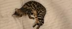 🔍 GEZOCHT 🔎 : Bengaal dekkater 🐈