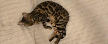 🔍 GEZOCHT 🔎 : Bengaal dekkater 🐈 beschikbaar voor biedingen
