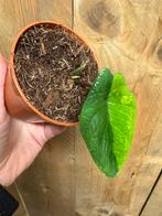 Alocasia scalprum mint green halfmoon albo plant, Ophalen of Verzenden, Halfschaduw, Minder dan 100 cm