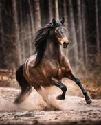 Megaknappe brave PRE ruin, niveau Z2 dressuur, Dieren en Toebehoren, Z, Gechipt, Ruin, Dressuurpaard