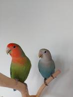 Agapornis vogels, Dieren en Toebehoren, Mannelijk, Dwergpapegaai of Agapornis, Geringd