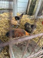 Jonge kruising zijdehoen, Dieren en Toebehoren, Pluimvee, Meerdere dieren, Kip