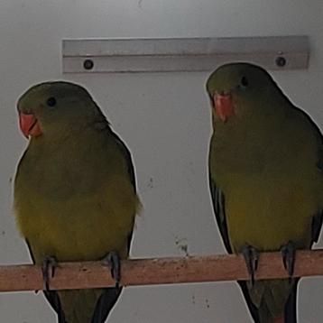 2 jonge bergparkieten  beschikbaar voor biedingen