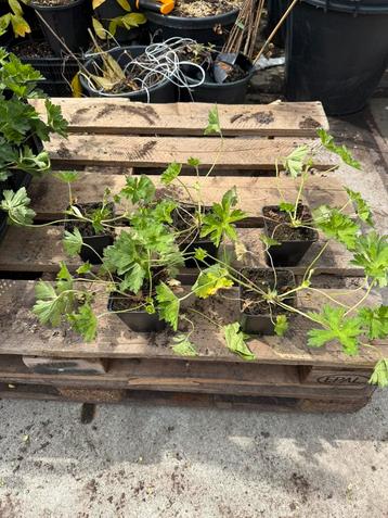 Garaniums rozanne  ooievaarsbek bodembeddeker  roze bloem  beschikbaar voor biedingen