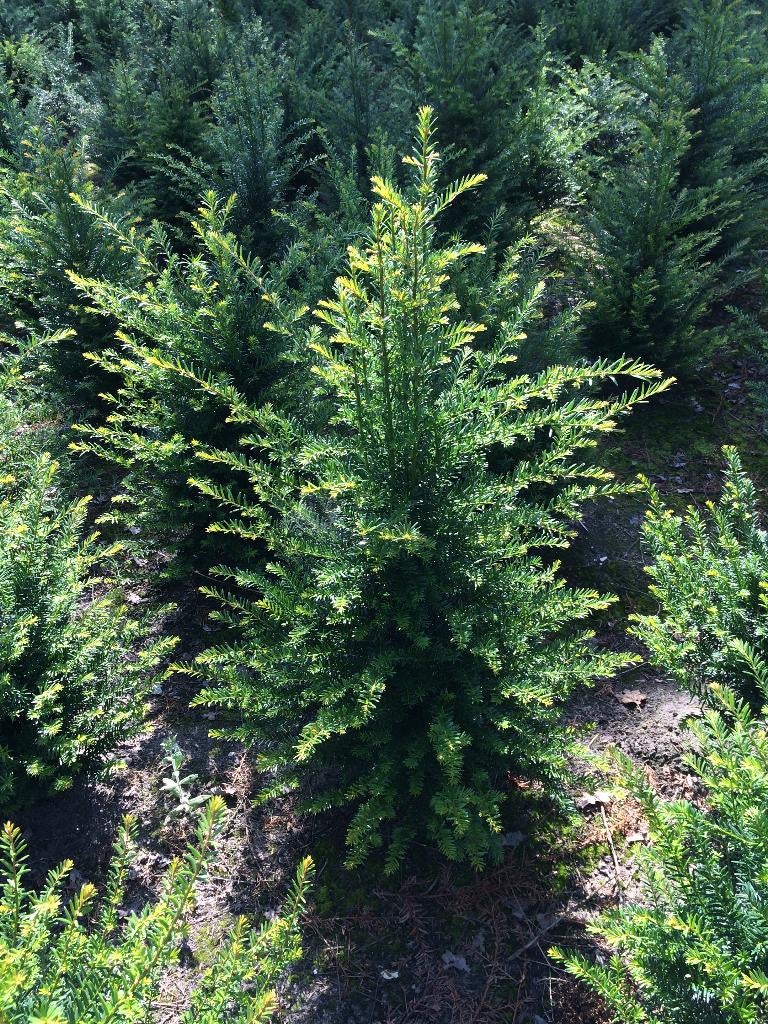 Taxus baccata v.a. € 1,30 p/st, Ophalen, Taxus, Haag, Minder dan 100 cm