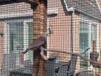 Peruduivin gevraagd., Vrouwelijk, Tropenvogel