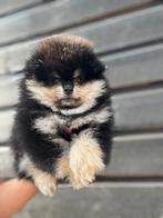 Pomeriaan pup teefje, Dieren en Toebehoren, Rabiës (hondsdolheid), 15 weken tot 1 jaar, Overige rassen, Buitenland