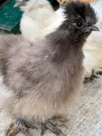 3x zijdehoen kriel, Dieren en Toebehoren, Pluimvee, Meerdere dieren, Kip