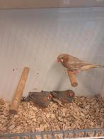 Zebravinken, Dieren en Toebehoren, Vogels | Overige Vogels, Mannelijk, Tropenvogel, Geringd
