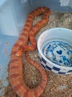 Rattenslang dame, Dieren en Toebehoren, Reptielen en Amfibieën, Hagedis