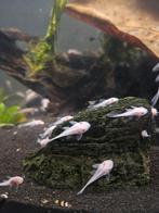 ️ Snow White Ancistrus L144 ️, Dieren en Toebehoren, Vis, Zoetwatervis