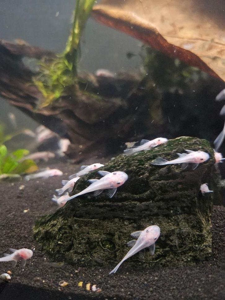 ️ Snow White Ancistrus L144 ️, Dieren en Toebehoren, Vissen | Aquariumvissen, Zoetwatervis, Vis