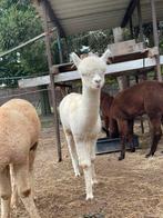 Te koop jonge alpaca ruintjes, Dieren en Toebehoren, Overige Dieren, Juni, Mannelijk