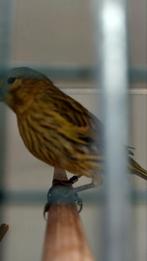 Jongen kanaries te koop, Dieren en Toebehoren, Meerdere dieren, Kleurkanarie