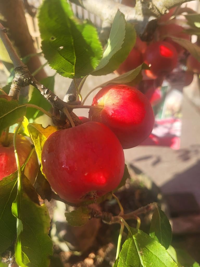 Oude fruitbomen in houten wijnvat, Ophalen of Verzenden, Volle zon, Overige soorten, 100 tot 250 cm