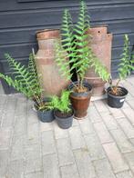 melkbussen, Antiek en Kunst, Ophalen