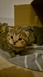 Britsekorthaar kittens, Dieren en Toebehoren, Meerdere dieren