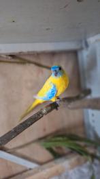 Turquoisine turquisine opaline geel dilute geelbuik, Dieren en Toebehoren, Meerdere dieren, Parkiet, Geringd