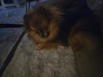 Pomeriaan, Dieren en Toebehoren, Honden | Poolhonden, Keeshonden en Oertypen, Parvo, Keeshond, 15 weken tot 1 jaar, Reu