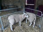 Stamboek swifter ooitjes, Dieren en Toebehoren, Schapen, Geiten en Varkens, Vrouwelijk, Schaap, 0 tot 2 jaar